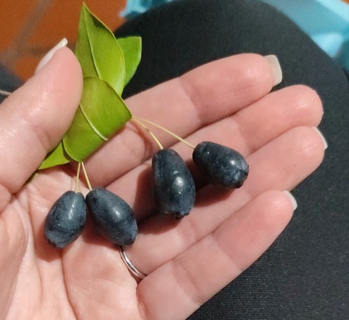 Bacche mirto sardo - bacche,