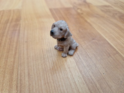 Sitting weimaraner puppy - sitting,