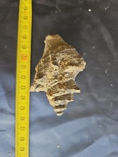 Strombus Gasteropode Fossile