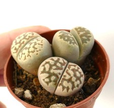 Lithops dorotheae C300 VASO DI 3 PIANTE - Pietre vive | Pianta di ciottoli