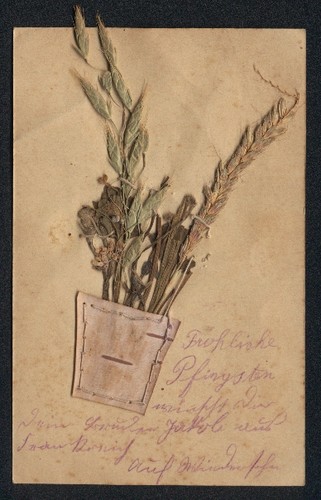 Cartolina fiori secchi - , e