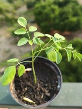 MORINGA OLEIFERA Pianta Vaso Da 10cm