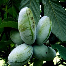 STRATIFIED PAW PAW FRUIT TREE