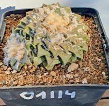 Ariocarpus kotschoubeyanus Las
