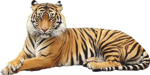 Adesivo murale tigre animali - adesivo,