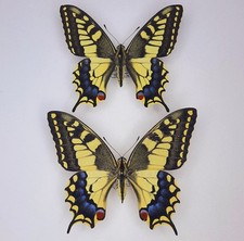 Papilio machaon n°59  (female
