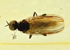 Empididae (mosca danzante)