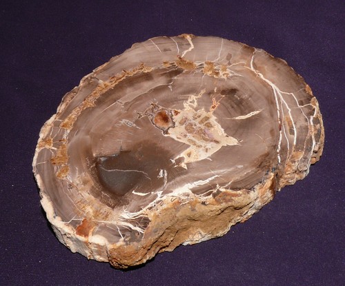 Legno pietrificato madagascar - pietrificato,