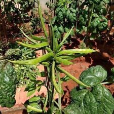 Guar - Fagiolo a grappolo -