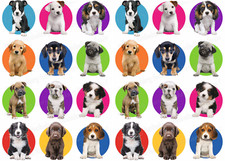 Quadro torta cani festa