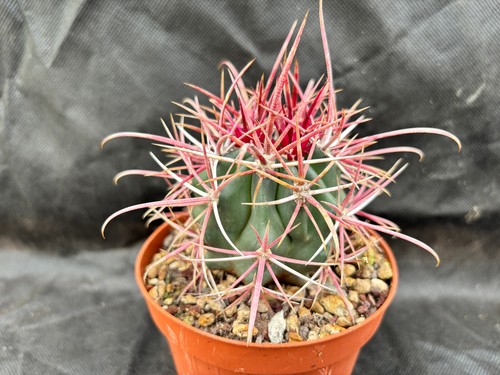 Ferocactus viscainensis - ferocactus,