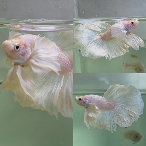 Live betta fish - betta, (thailandia)