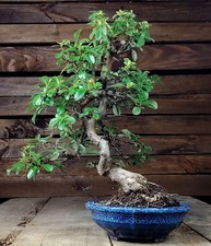 Piracanta Bonsai. Pyracantha, AGAZZINO. 16 anni 40 cm. Feuerdorn, Firethorn