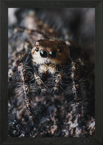 Hyllus semicupreus jumping - hyllus,