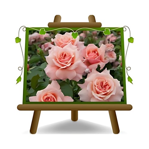 Rosa coprisuolo meilland - coprisuolo,