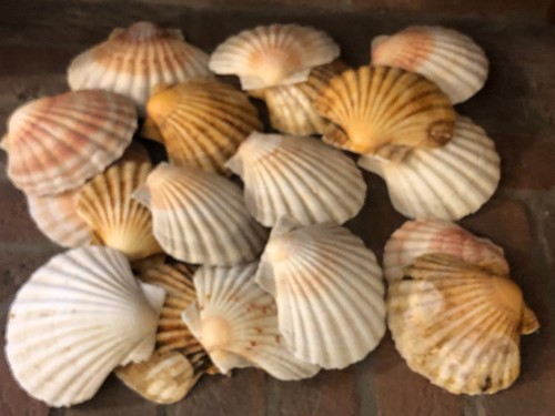 Set conchiglie capesante - 18,