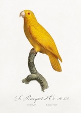 Pappagallo del Pacifico