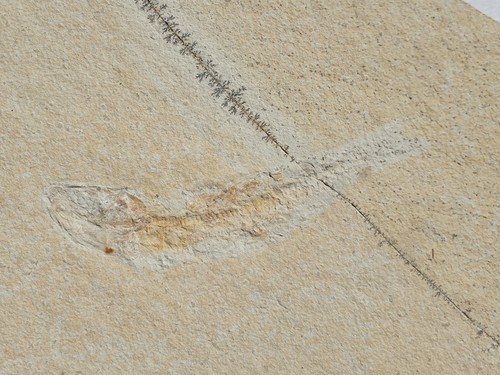 Leptolepides sprattiformis - ,