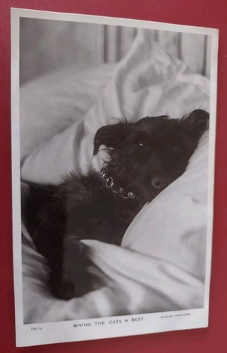 Lovely dog postcard cute - dog, postcard,