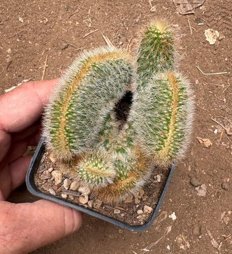 Cleistocactus parapetiensis - cleistocactus,