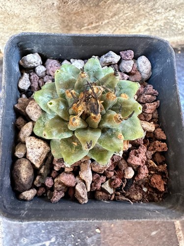 Turbinicarpus alonsoi xichu - turbinicarpus,