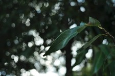 Gli Stati Uniti includono