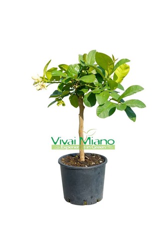 Pianta limone lipo o - lipo,