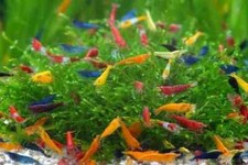 lotto 10 X CARIDINA NEOCARIDINE DAVIDI MIX COLORI GRADO B/A mix +OMAGGIO MANGIME