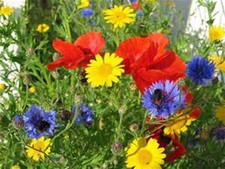 Mix di semi di fiori