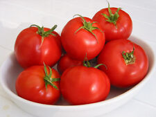 TOMATE SANT PIERRE sabroso y carnoso 360 Semilla  - seeds