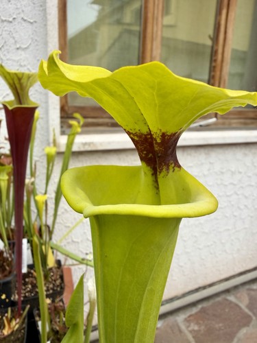 Pianta carnivora sarracenia - pianta,