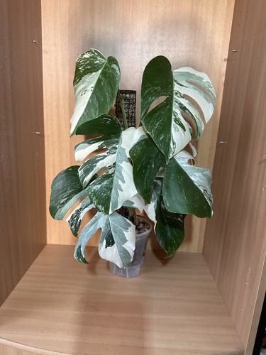 Monstera albo variegata - monstera,
