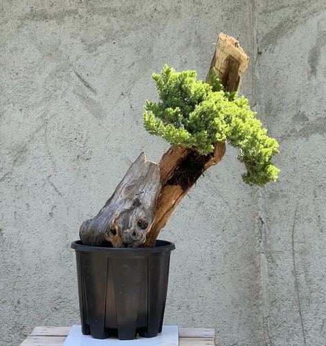 Bonsai ginepro - bonsai,