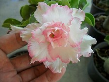 10 semi di ADENIUM OBESUM