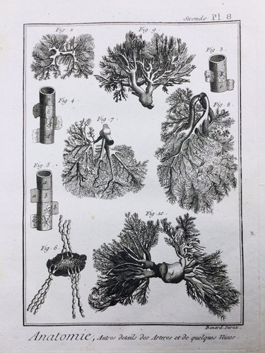 Angiologie 1779 anatomie - angiologie,