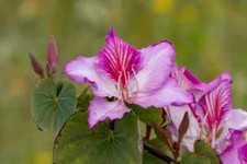 Bauhinia purpurea albero - purpurea,