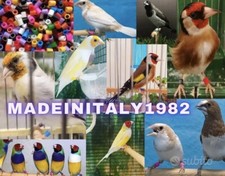 1000 Anellini Anelli Plastica Diamantini, gould, canarini, Uccellini, Uccelli