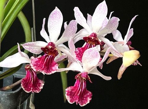 Vanda hybrid kimballianum - vanda, x