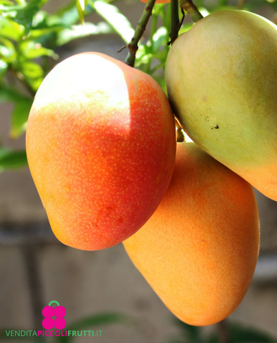 Pianta mango mangifera - di,