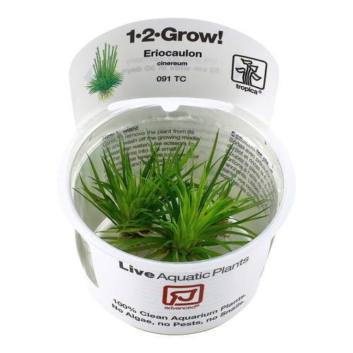 Tropica vitro eriocaulon - tropica,