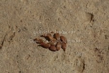 CORBEZZOLO - ARBUTUS UNEDO, 10