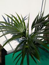 Howea forsteriana 100-140 cm