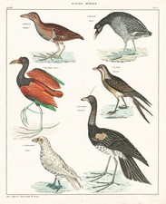 Blässhuhn Coot Gallina