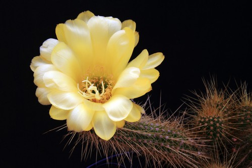 Echinopsis tricho ibrido - echinopsis-tricho, ibrido***