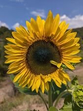 50 Semi di Girasole Gigante