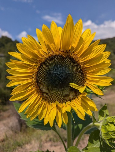 Semi girasole gigante - 50,
