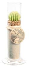 Candela Vaso Con Cactus E Sabbia, Ordinato Altezza 17cm Nuovo di Cera Profumata