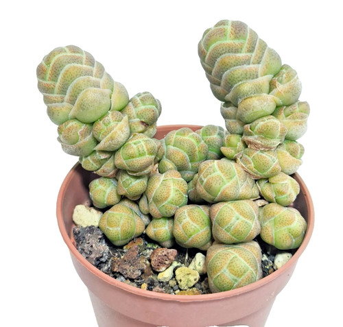 Crassula barklyi vaso ø5 - crassula, cm