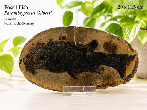 Fossil fish paramblypterus - fossil,