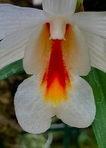 Dendrobium species fire - species, 'fire